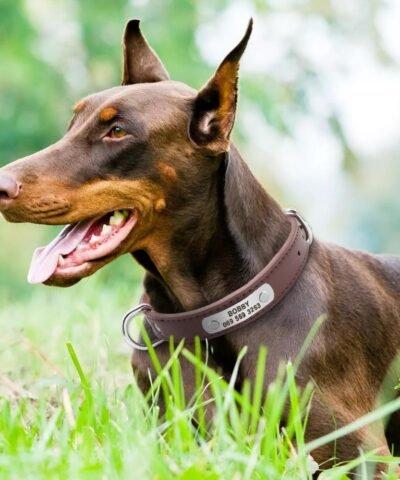 Personalized Leather Dog ID Collar