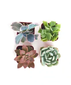 Alternative view of E Garden 4-Piece 2" Premium Pastel Succulent Collection