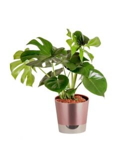 E Garden 2-3 Feet Tall Monstera Live Indoor Plant