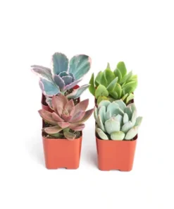 E Garden 4-Piece 2" Premium Pastel Succulent Collection