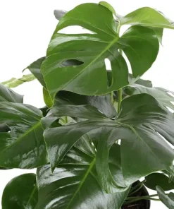Alternative view of E Garden 2-3 Feet Tall Monstera Live Indoor Plant